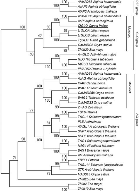 mega phylogenetic tree|mega phylogenetic tree download.